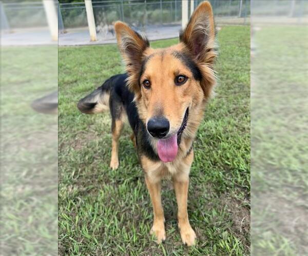 Medium Photo #1 German Shepherd Dog Puppy For Sale in Conroe, TX, USA