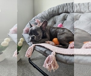 French Bulldog Puppy for sale in BRADENTON, FL, USA