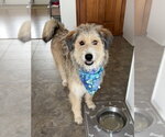 Small #2 Mutt
