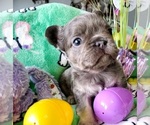 Small Photo #2 French Bulldog Puppy For Sale in BOSTON, KY, USA
