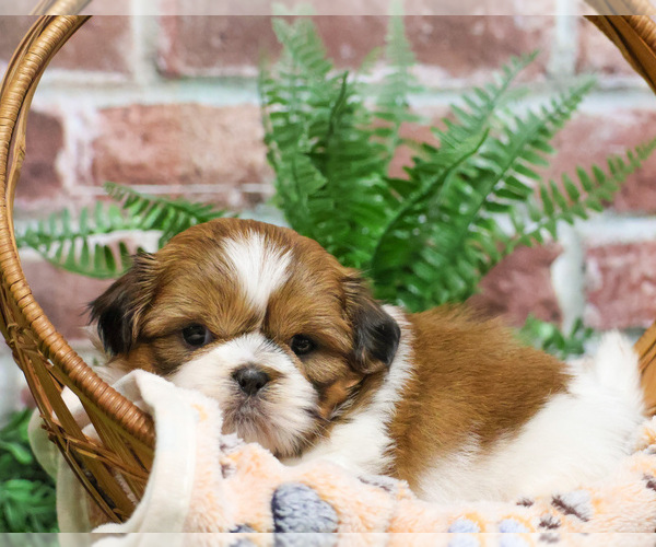 Medium Photo #6 Shih Tzu Puppy For Sale in SYRACUSE, IN, USA