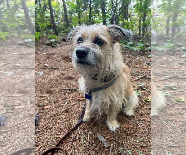 Medium Photo #2 Mutt Puppy For Sale in Spring Lake, NC, USA