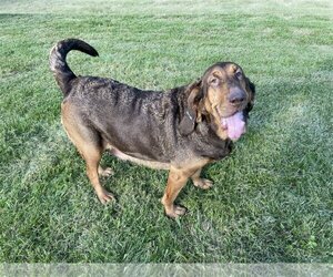 Bloodhound Dogs for adoption in Brookville, OH, USA