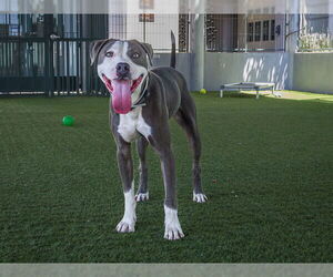 American Pit Bull Terrier Dogs for adoption in Pasadena, CA, USA