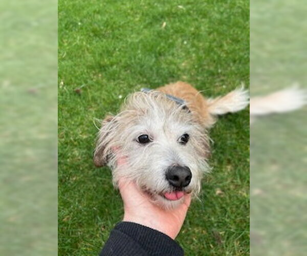 Medium Photo #2 Mutt Puppy For Sale in Plainfield, IL, USA