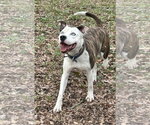 Small #2 American Pit Bull Terrier Mix