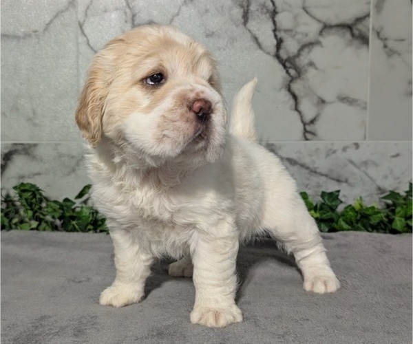 Medium Photo #4 Cocker-Pei Puppy For Sale in GOSHEN, IN, USA
