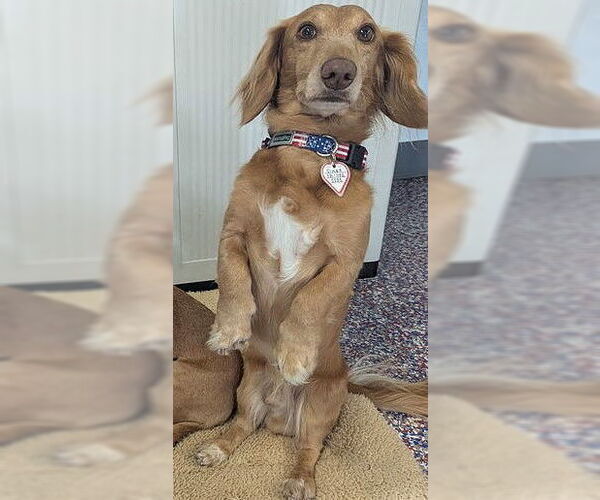 Medium Photo #7 Dachshund Puppy For Sale in Shelbyville, TN, USA