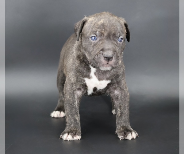 Medium Photo #1 American Bully Puppy For Sale in CHAMPAIGN, IL, USA
