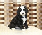 Image preview for Ad Listing. Nickname: Cody