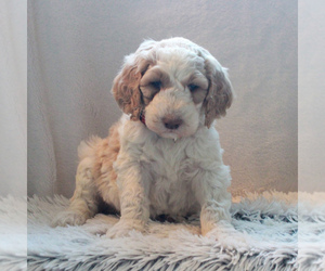 Goldendoodle-Poodle (Standard) Mix Puppy for sale in KINZERS, PA, USA
