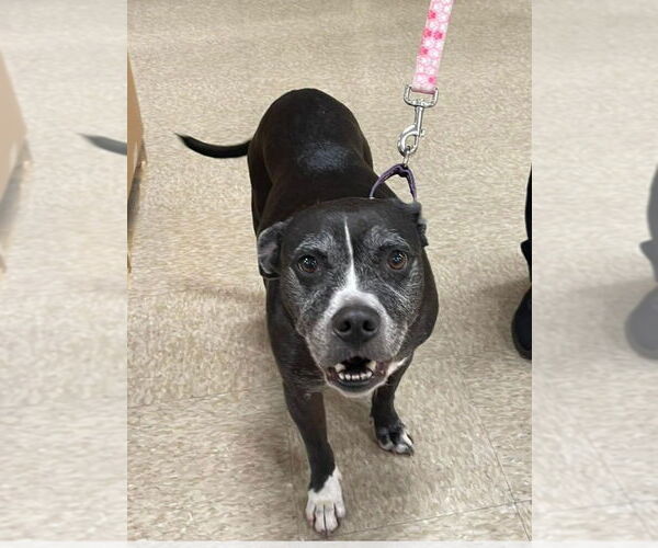 Medium Photo #1 Boxador Puppy For Sale in Foristell, MO, USA