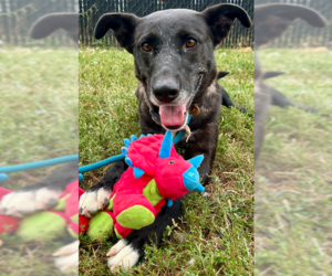 - Mix Dogs for adoption in Evansville, IN, USA