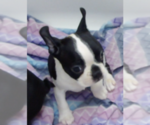 Puppy Charity Boston Terrier