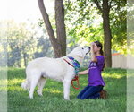 Small #5 Great Pyrenees Mix