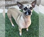 Small Photo #9 Chiweenie Puppy For Sale in Phoenix, AZ, USA