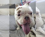 Small #3 American Staffordshire Terrier Mix