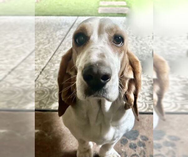 Medium Photo #6 Basset Hound Puppy For Sale in Petaluma, CA, USA