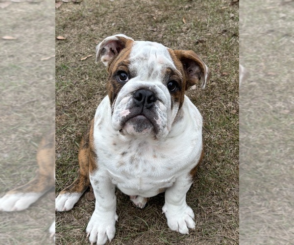 Medium Photo #3 English Bulldog Puppy For Sale in MARIANNA, FL, USA