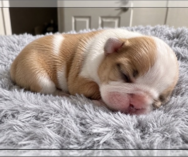 Medium Photo #1 French Bulldog Puppy For Sale in SACRAMENTO, CA, USA