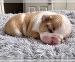 Puppy Patches French Bulldog