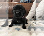 Small Photo #16 Labrador Retriever Puppy For Sale in KERNERSVILLE, NC, USA