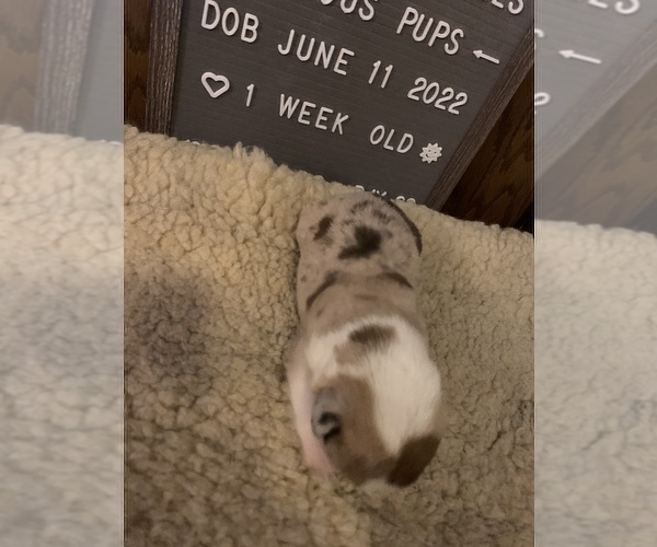 Medium Photo #12 Welsh Cardigan Corgi Puppy For Sale in SUN PRAIRIE, WI, USA