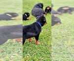 Small Photo #12 Rottweiler Puppy For Sale in PELHAM, GA, USA