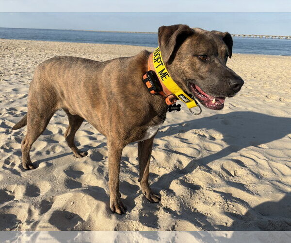 Medium Photo #3 Mutt Puppy For Sale in Virginia Beach, VA, USA