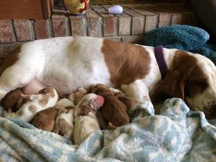 Basset Hound Puppy for sale in GREENFIELD, IN, USA