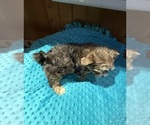 Small #3 Yorkshire Terrier