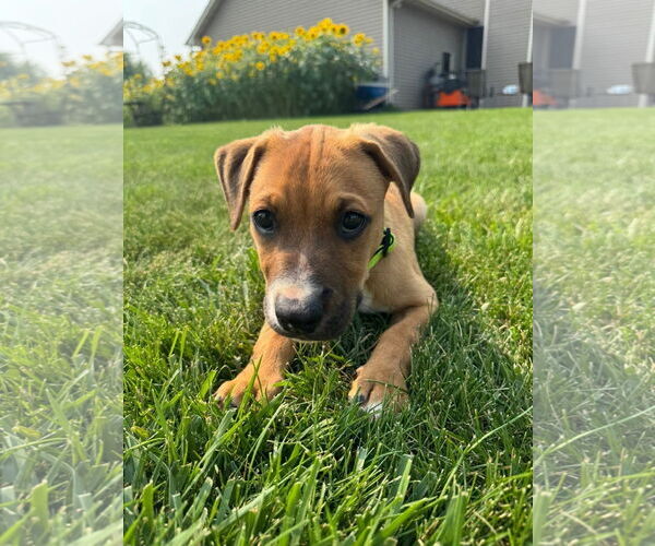 Medium Photo #4 Mutt Puppy For Sale in New London, WI, USA