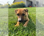 Small #3 Mutt
