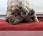 Small Photo #3 Great Dane Puppy For Sale in CLEARFIELD, UT, USA