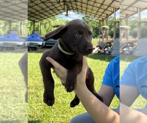 Labrador Retriever Puppy for sale in BAXLEY, GA, USA