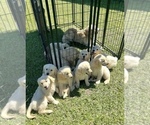 Small Photo #7 Golden Retriever Puppy For Sale in DOTHAN, AL, USA