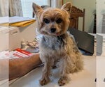 Small #3 Mutt