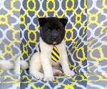 Small Photo #3 Akita Puppy For Sale in AIRVILLE, PA, USA