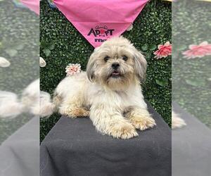 Lhasa Apso-Unknown Mix Dogs for adoption in Grasswood, Saskatchewan, Canada