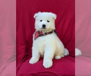Samoyed Puppy for sale in OXFORD, PA, USA