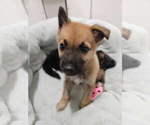 Mutt Dogs for adoption in Studio City, CA, USA