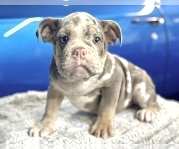 Medium Photo #6 English Bulldog Puppy For Sale in PHILADELPHIA, PA, USA