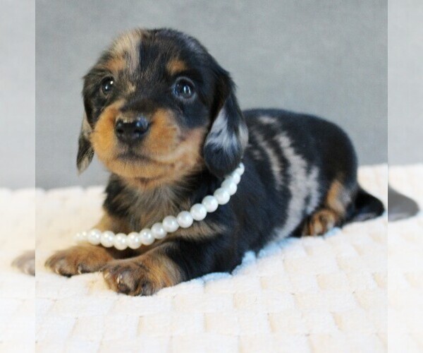 Medium Photo #6 Dachshund Puppy For Sale in HONEY BROOK, PA, USA