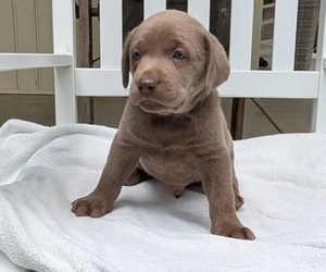 Medium Labrador Retriever