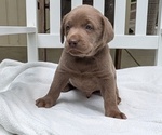Puppy Mac Labrador Retriever
