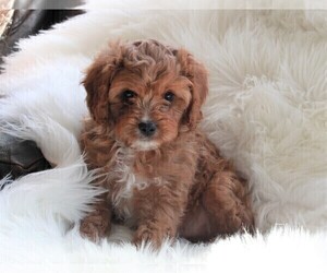 Cavapoo Puppy for sale in FREDERICKSBURG, OH, USA