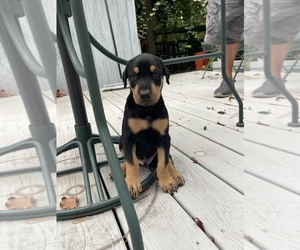 Doberman Pinscher Puppy for sale in SUPPLY, NC, USA