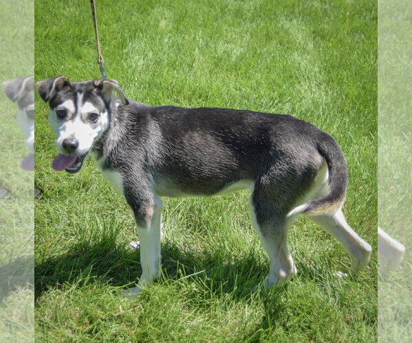 Medium Photo #2 Alaskan Klee Kai-Siberian Husky Mix Puppy For Sale in Huntley, IL, USA