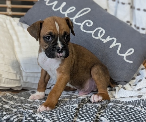 Medium Photo #2 Boxer Puppy For Sale in GOSHEN, IN, USA