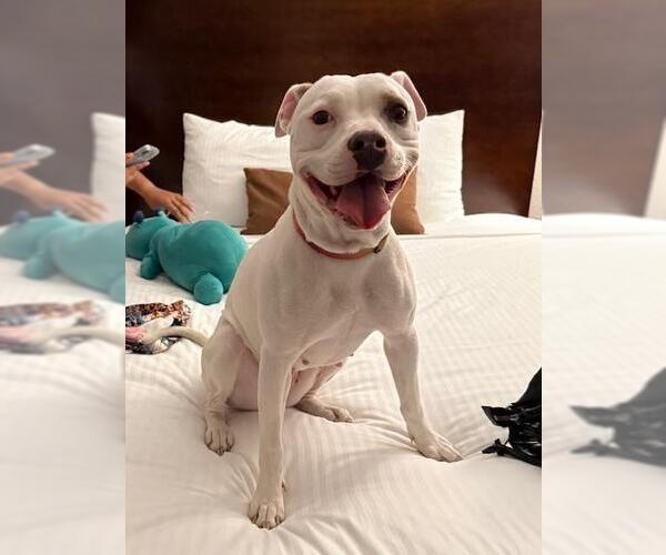 Medium Photo #1 American Pit Bull Terrier-Unknown Mix Puppy For Sale in San Diego, CA, USA